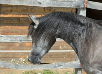 Arabian horses, Mare, 3 years, 14,2 hh, Gray