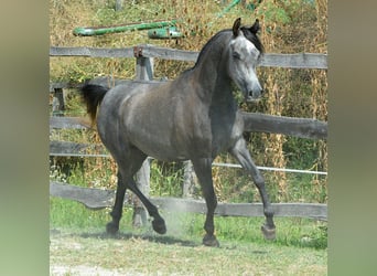 Arabian horses, Mare, 3 years, 14,2 hh, Gray