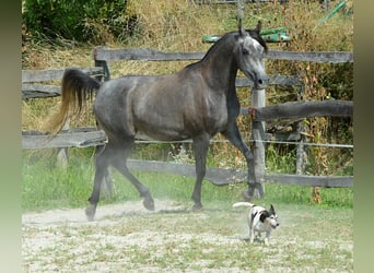 Arabian horses, Mare, 3 years, 14,2 hh, Gray