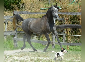 Arabian horses, Mare, 3 years, 14,2 hh, Gray