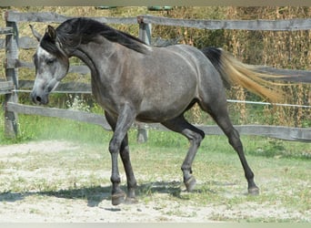 Arabian horses, Mare, 3 years, 14,2 hh, Gray