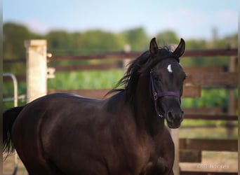 Arabian horses, Mare, 3 years, 14.3 hh, Black