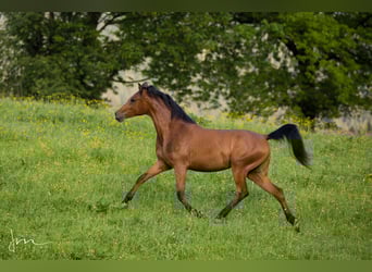 Arabian horses, Mare, 3 years, 14.3 hh, Brown