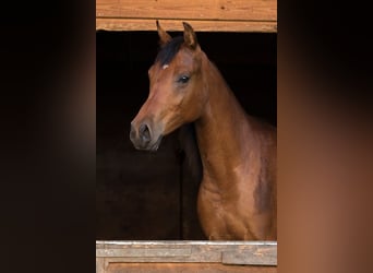 Arabian horses, Mare, 3 years, 14.3 hh, Brown