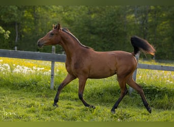 Arabian horses, Mare, 3 years, 14.3 hh, Brown