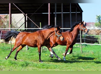 Arabian horses, Mare, 3 years, 14.3 hh, Brown