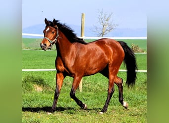 Arabian horses, Mare, 3 years, 14.3 hh, Brown