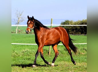 Arabian horses, Mare, 3 years, 14.3 hh, Brown