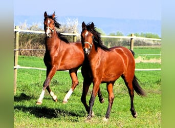 Arabian horses, Mare, 3 years, 14.3 hh, Brown