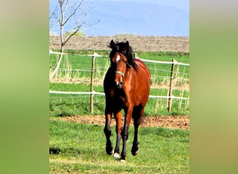 Arabian horses, Mare, 3 years, 14.3 hh, Brown