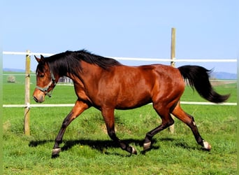 Arabian horses, Mare, 3 years, 14.3 hh, Brown