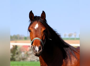 Arabian horses, Mare, 3 years, 14.3 hh, Brown