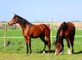 Arabian horses, Mare, 3 years, 14.3 hh, Brown