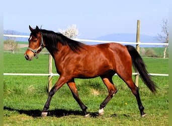Arabian horses, Mare, 3 years, 14.3 hh, Brown
