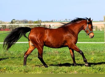 Arabian horses, Mare, 3 years, 14.3 hh, Brown