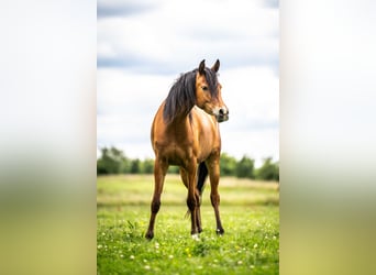 Arabian horses, Mare, 3 years, 14,3 hh, Brown