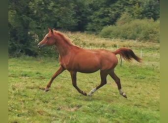 Arabian horses, Mare, 3 years, 14,3 hh, Chestnut-Red