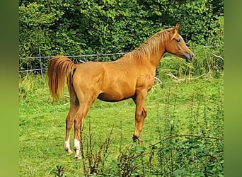 Arabian horses, Mare, 3 years, 14,3 hh, Chestnut-Red