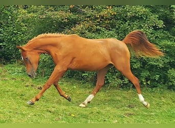 Arabian horses, Mare, 3 years, 14,3 hh, Chestnut-Red