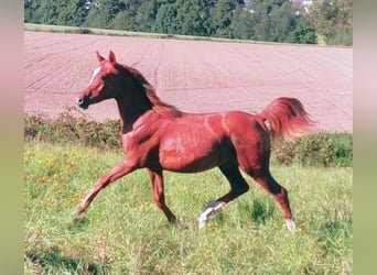 Arabian horses, Mare, 3 years, 14,3 hh, Chestnut-Red