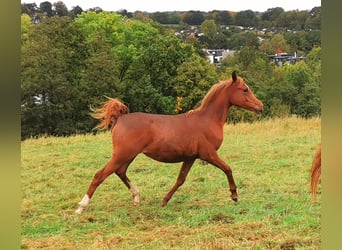 Arabian horses, Mare, 3 years, 14,3 hh, Chestnut-Red