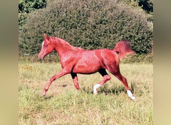 Arabian horses, Mare, 3 years, 14,3 hh, Chestnut-Red