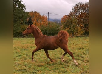 Arabian horses, Mare, 3 years, 14,3 hh, Chestnut-Red