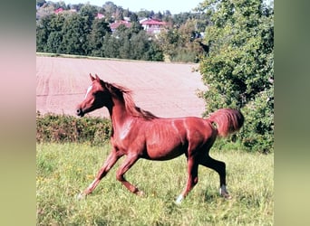 Arabian horses, Mare, 3 years, 14,3 hh, Chestnut-Red