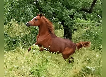 Arabian horses, Mare, 3 years, 14,3 hh, Chestnut-Red