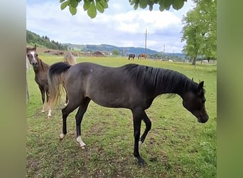 Arabian horses, Mare, 3 years, 14,3 hh, Gray