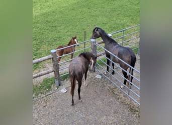 Arabian horses, Mare, 3 years, 14,3 hh, Gray