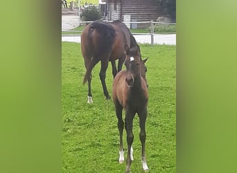 Arabian horses, Mare, 3 years, 14,3 hh, Gray