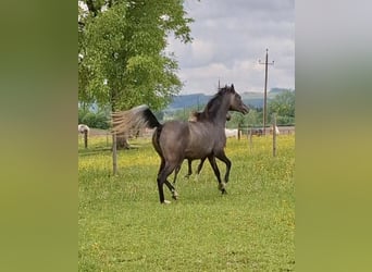 Arabian horses, Mare, 3 years, 14,3 hh, Gray