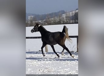 Arabian horses, Mare, 3 years, 14,3 hh, Gray