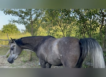 Arabian horses, Mare, 3 years, 14.3 hh, Gray