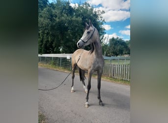 Arabian horses, Mare, 3 years, 14.3 hh, Grey