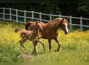 Arabian horses, Mare, 3 years, 14,1 hh, Brown