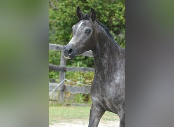Arabian horses, Mare, 3 years, 14,2 hh, Grey