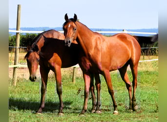 Arabian horses, Mare, 3 years, 14,3 hh, Brown