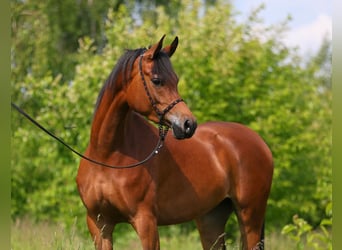 Arabian horses, Mare, 3 years, 14,3 hh, Brown