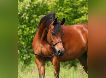 Arabian horses, Mare, 3 years, 14,3 hh, Brown