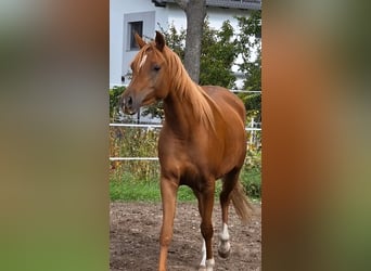 Arabian horses, Mare, 3 years, 14,3 hh, Chestnut-Red