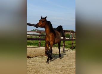 Arabian horses, Mare, 3 years, 15.1 hh, Bay-Dark