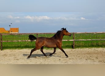 Arabian horses, Mare, 3 years, 15.1 hh, Bay-Dark