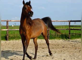 Arabian horses, Mare, 3 years, 15.1 hh, Bay-Dark