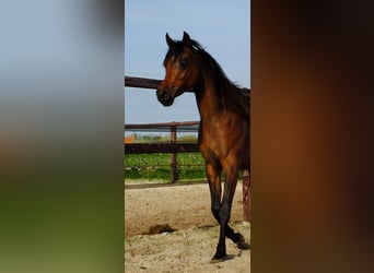 Arabian horses, Mare, 3 years, 15.1 hh, Bay-Dark