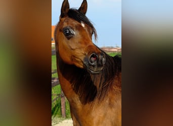 Arabian horses, Mare, 3 years, 15.1 hh, Bay-Dark