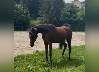 Arabian horses, Mare, 3 years, 15.1 hh, Brown