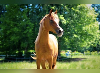 Arabian horses, Mare, 3 years, 15,1 hh, Chestnut-Red