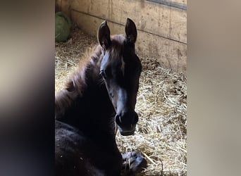 Arabian horses, Mare, 3 years, 15.1 hh, Chestnut-Red
